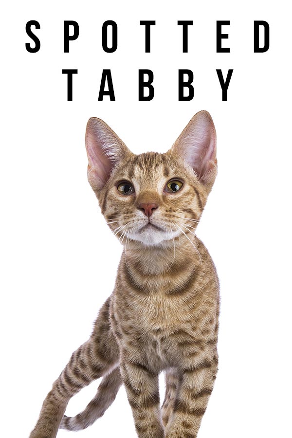 spotted tabby cat breeds spotted tabby cat breeds