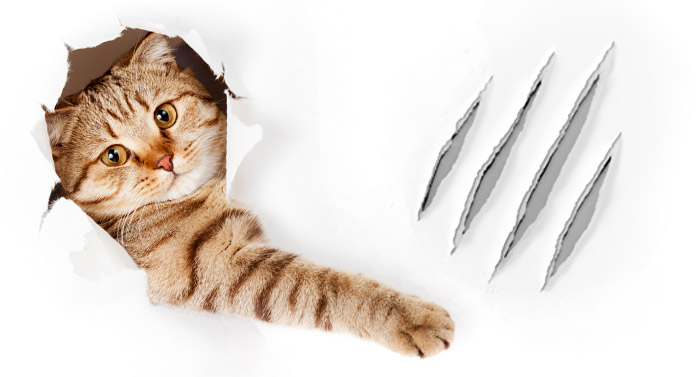 How To Stop A Cat Scratching Walls And Protect Your Home!