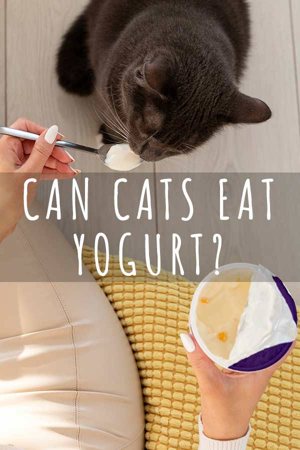 Can Cats Eat Yogurt When Is Yogurt Good For Cats