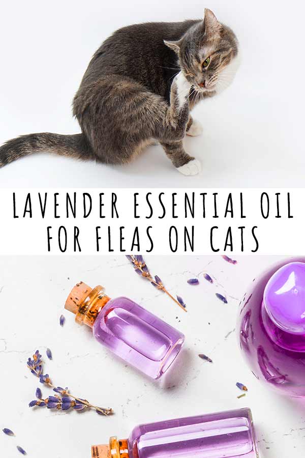 lavender essential oil for fleas on cats