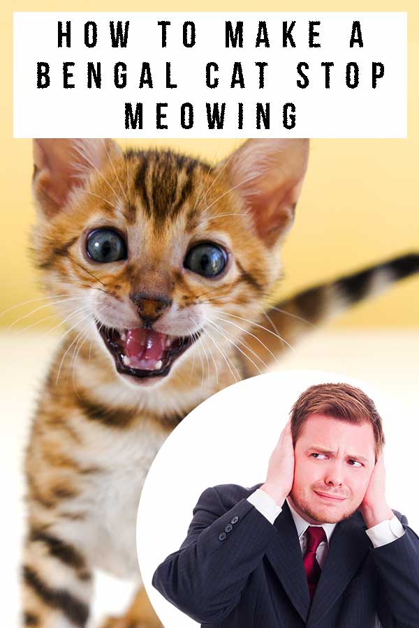 how to make a bengal cat stop meowing