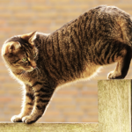 how to stop a cat from climbing a fence