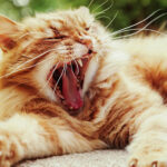 what does a cat yawn mean