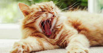 what does a cat yawn mean