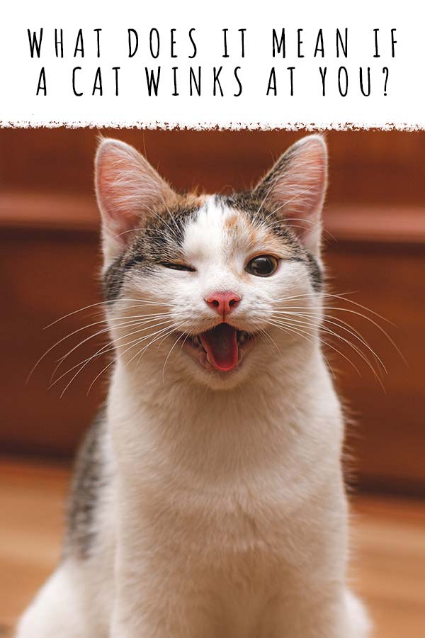 what does it mean if a cat winks at you