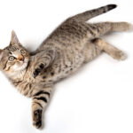what does it mean when a cat rolls over