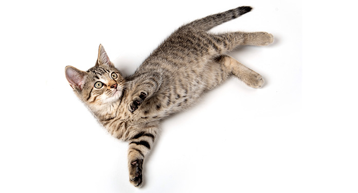 what does it mean when a cat rolls over
