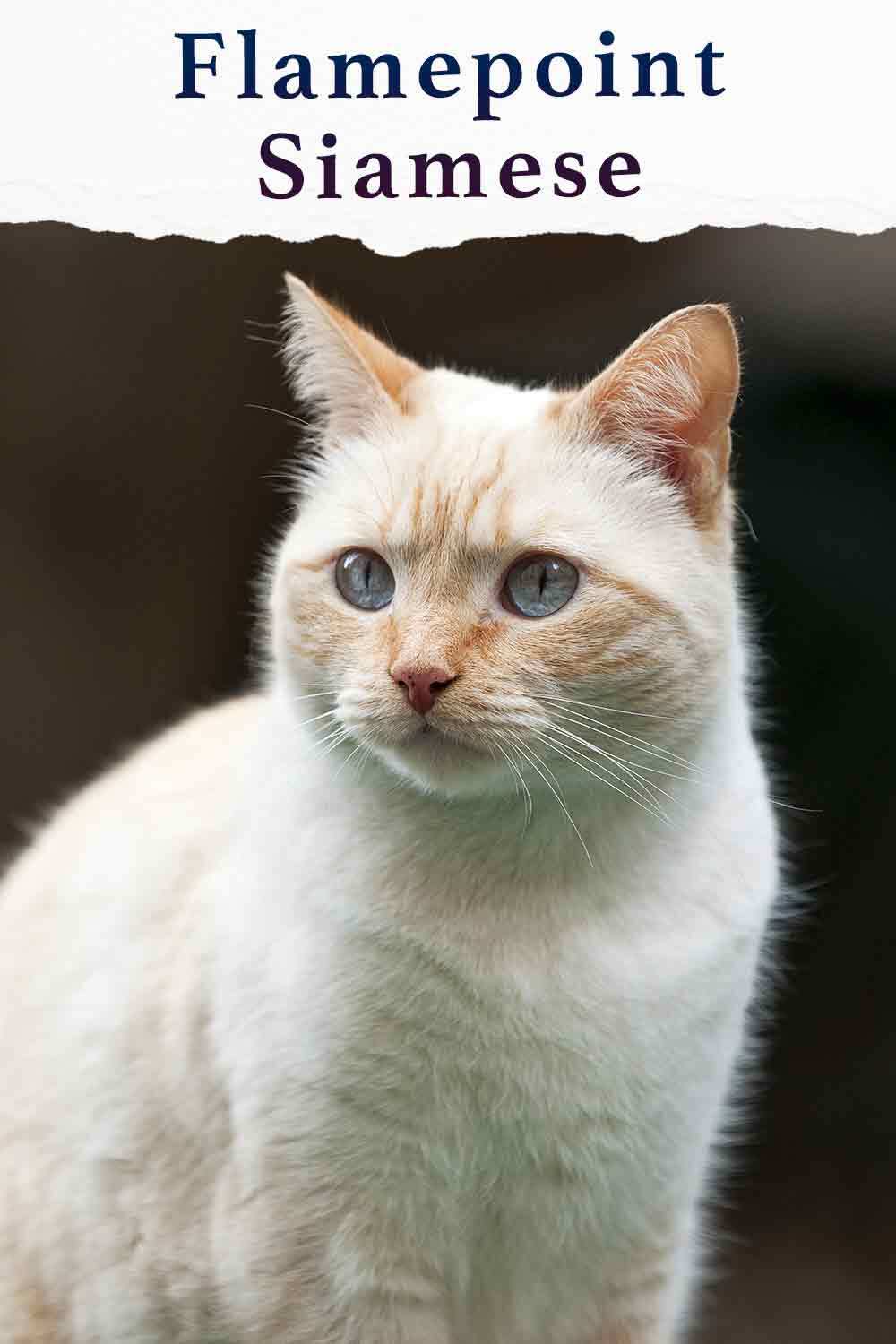 flamepoint siamese