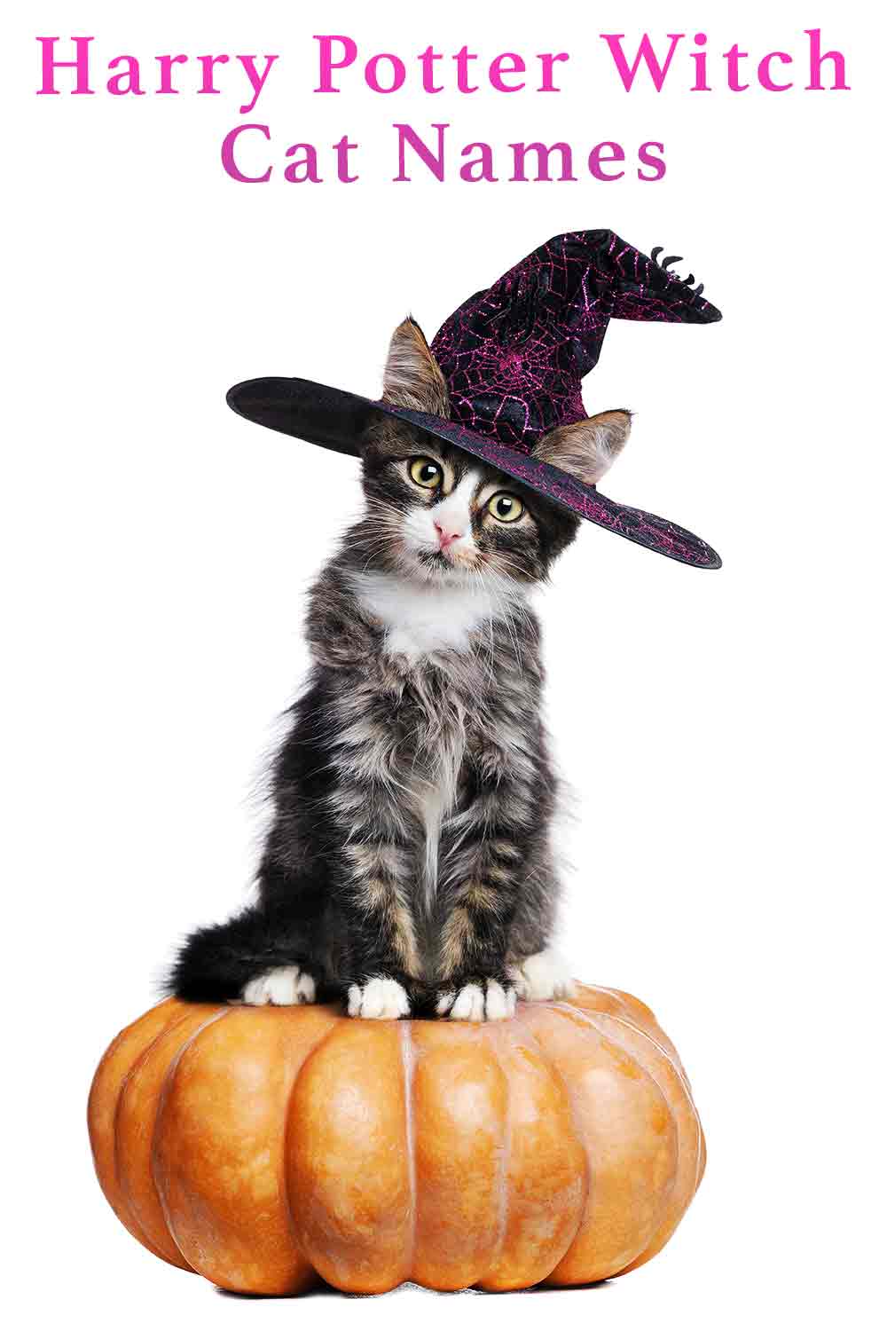 Witch Cat Names Over 350 Magical Ideas For Your New Kitten