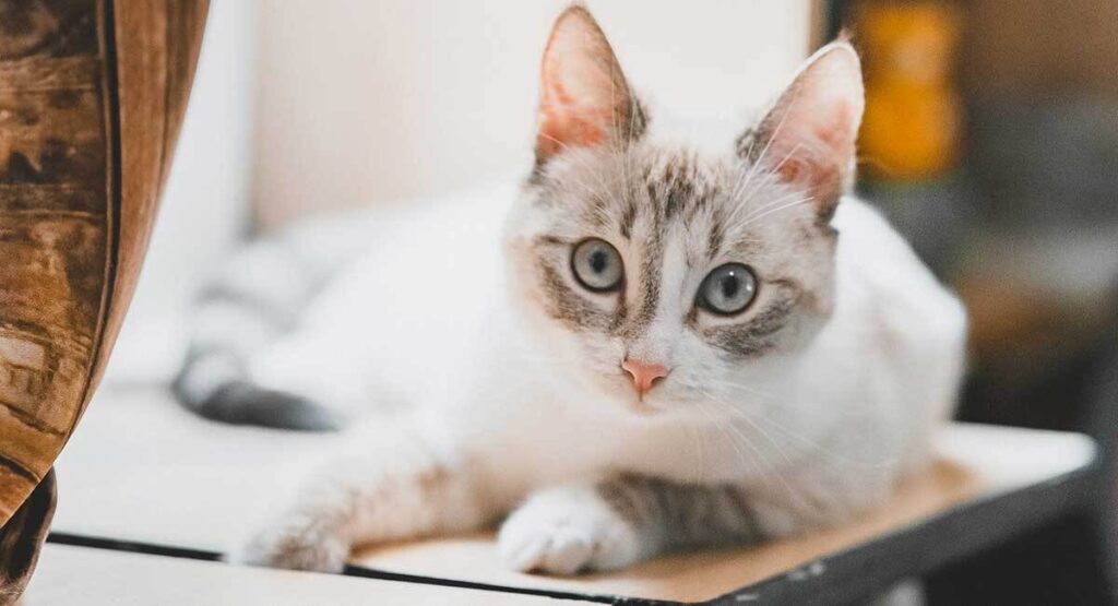 lynx point siamese