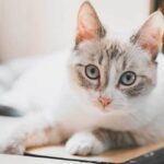 lynx point siamese