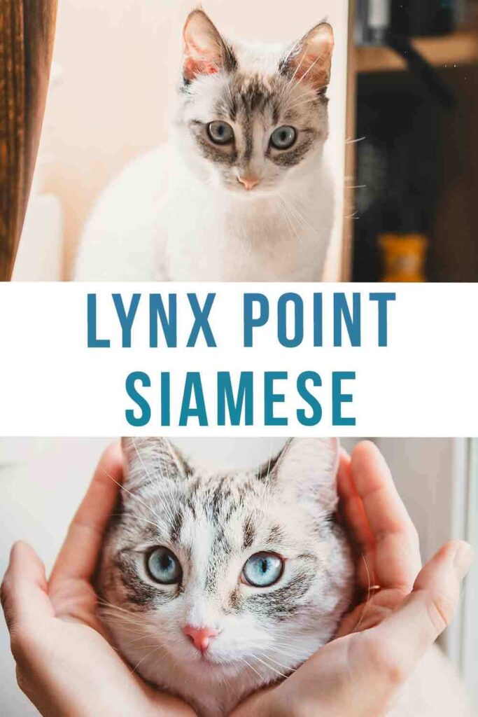 lynx point siamese