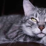 what does it mean when a cat's whiskers are down
