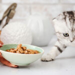 what do scottish fold cats eat