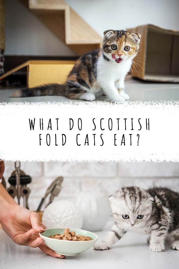 que mangent les chats scottish fold