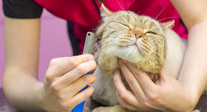 what does a cat groomer do