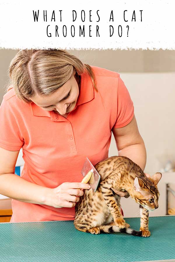 What Does A Cat Groomer Do? What You Should Expect