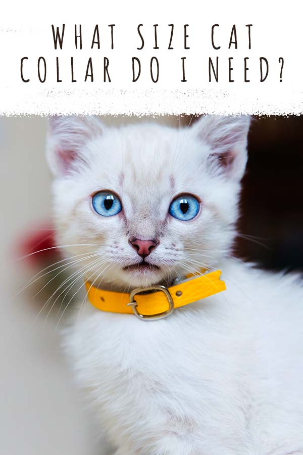 what size cat collar do i need?