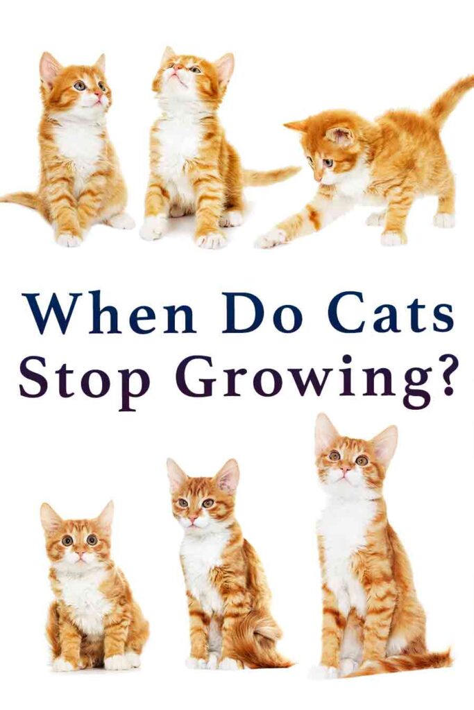 ¿Cuándo dejan de crecer los gatos