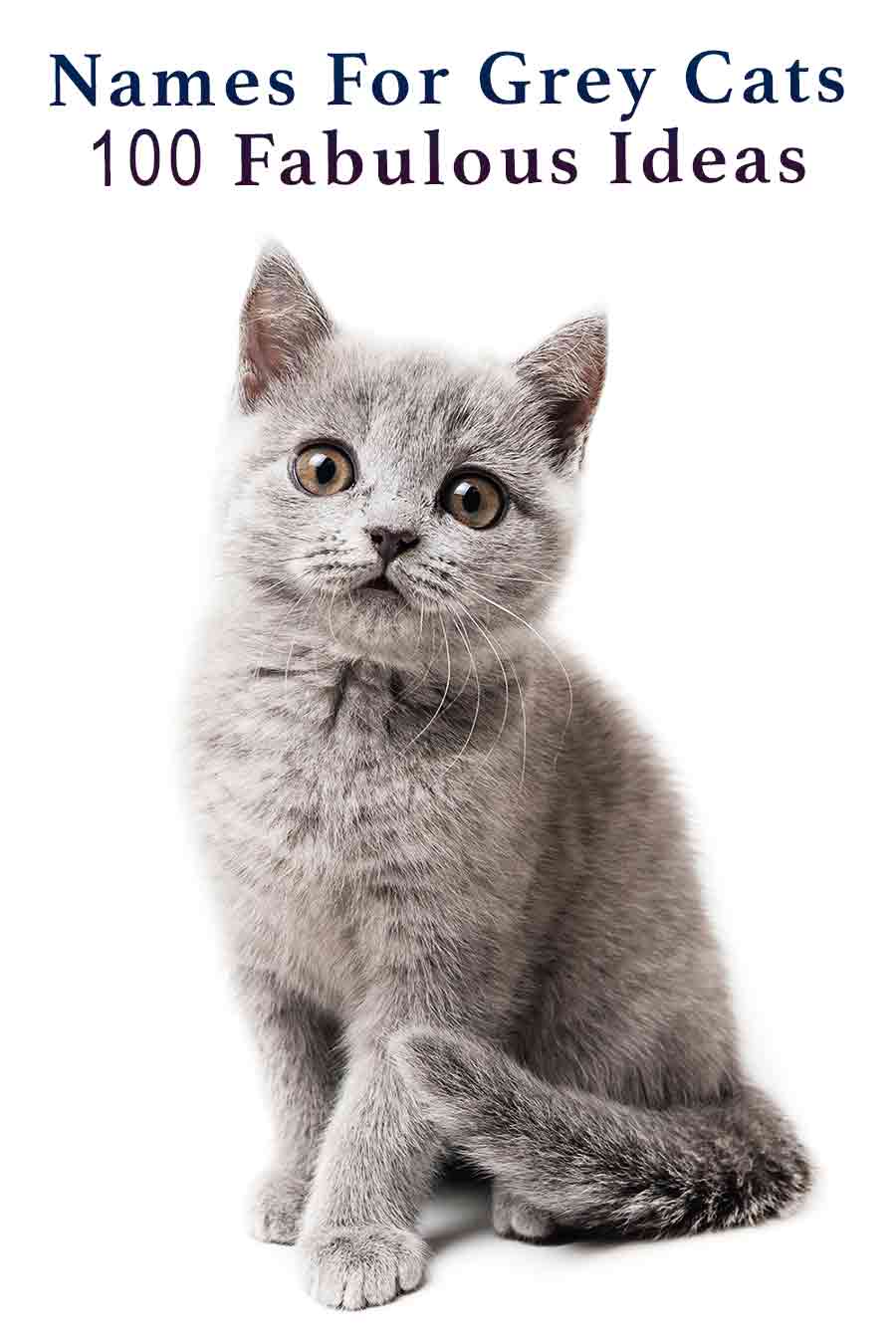 Grey Cat Names: 250 Great Names For Grey Kittens