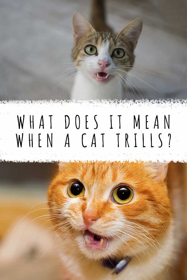 what does it mean when a cat trills