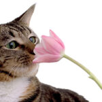 what smells do cats like