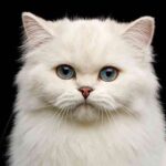 white female cat names