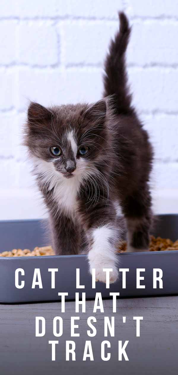 Top Rated Cat Litter That Doesn’t Track in 2020