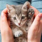 cute girl cat names