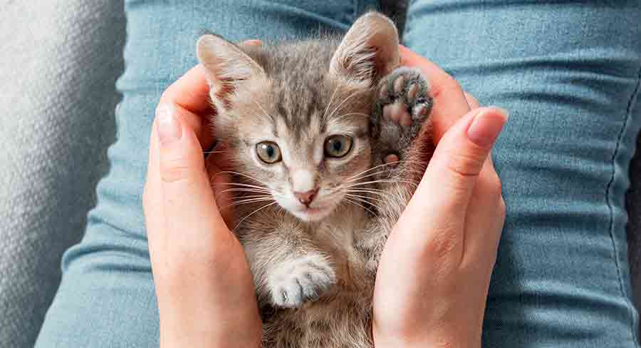 Cute Girl Cat Names - 250 Adorable Ideas For Female Cats And Kittens