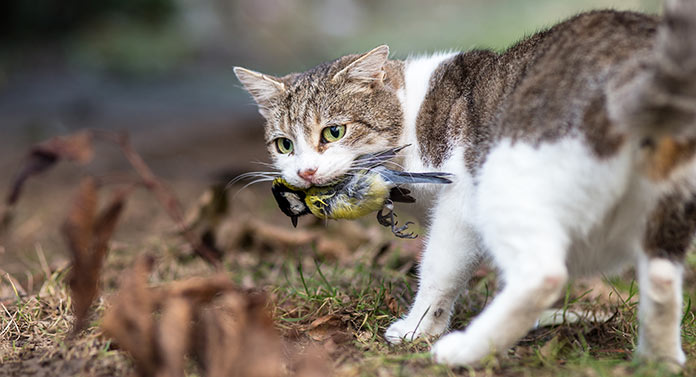 my cat got a bird what do i do