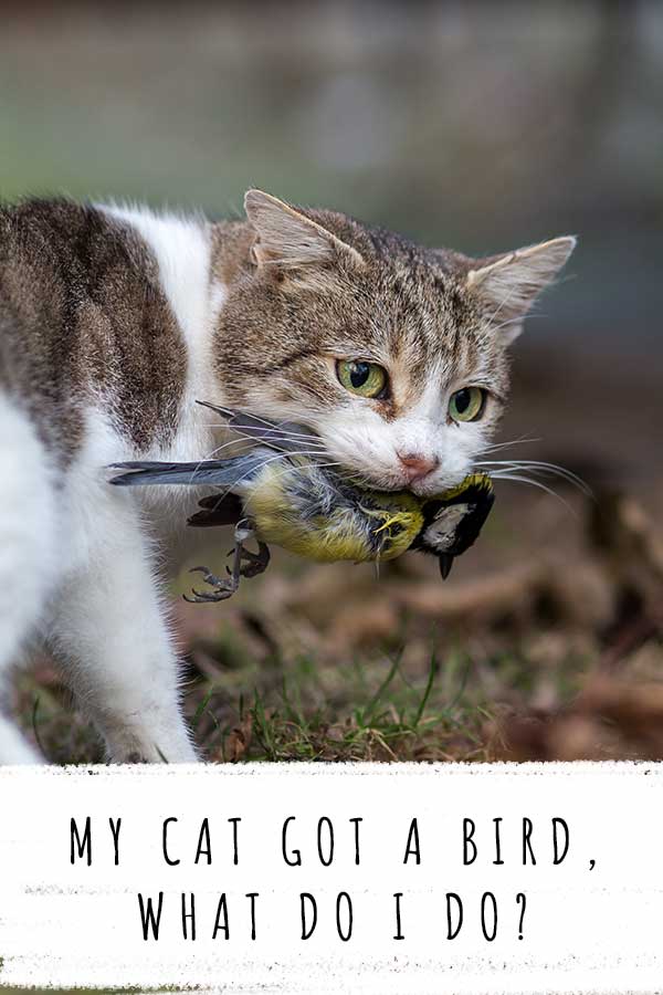 my cat got a bird what do i do