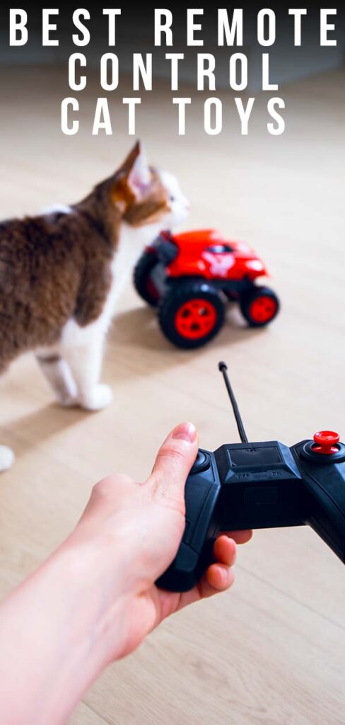 radio controlled cat