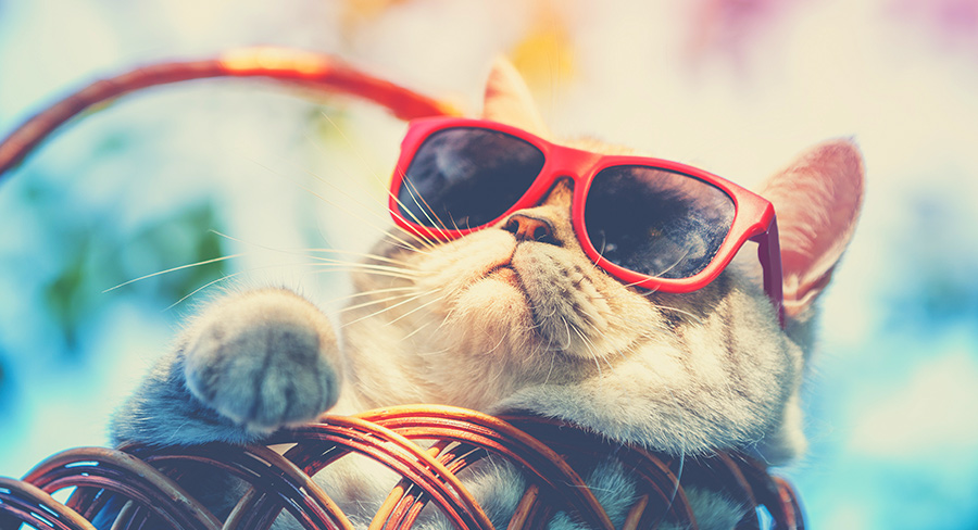 strawberry kitten =))) Silly cats, Cute cats, Cat memes