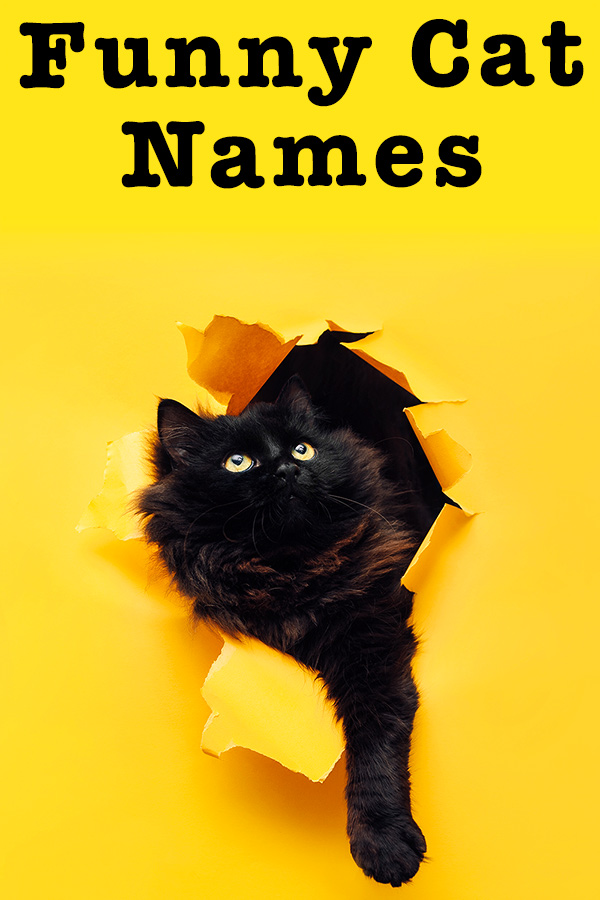 Funny Cat Names - Over 200 Hilarious Name Ideas for Your Kitty