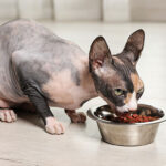 what do sphynx cats eat