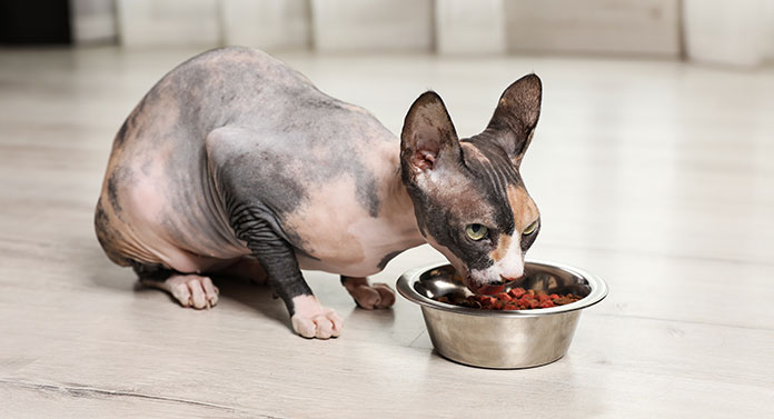 what do sphynx cats eat