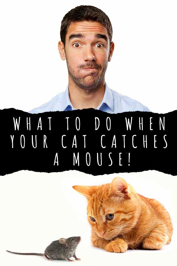 what to do when your cat catches a mouse