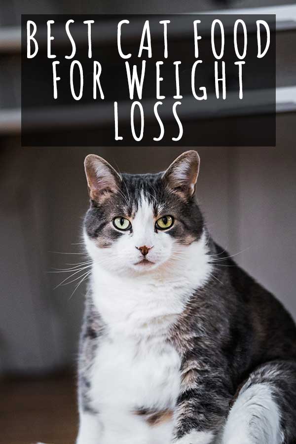 Best Cat Food For Weight Loss HC tall