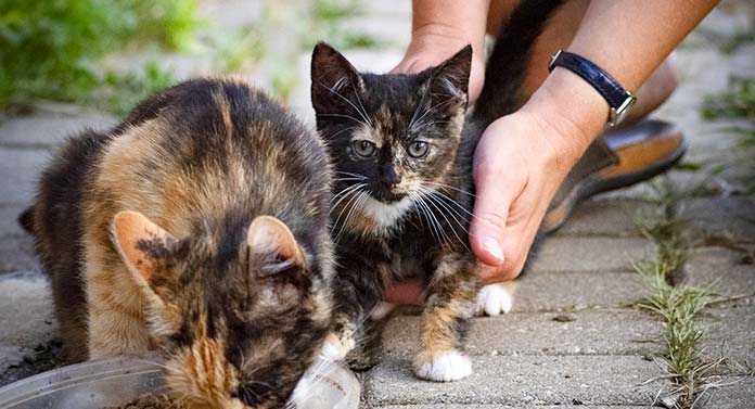 brindle cat