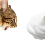 cat throwing up white foam