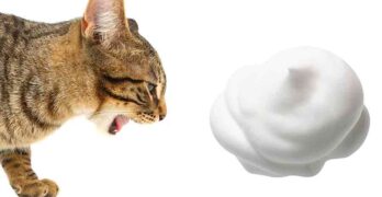 cat throwing up white foam