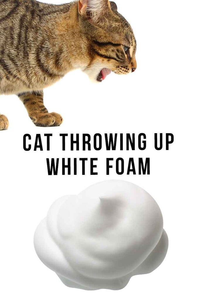 Cat Throwing Up White Foam HC tall