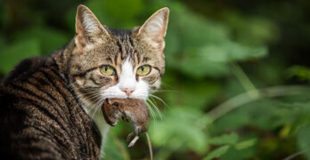 what do cats eat in the wild