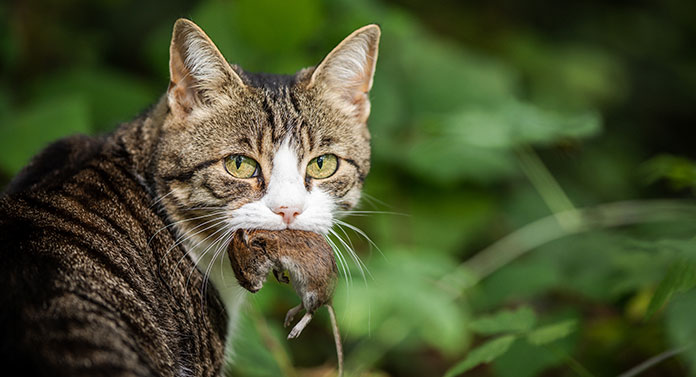What Do Cats Eat In The Wild? Comparing Wild Cat And Pet Cat Diets