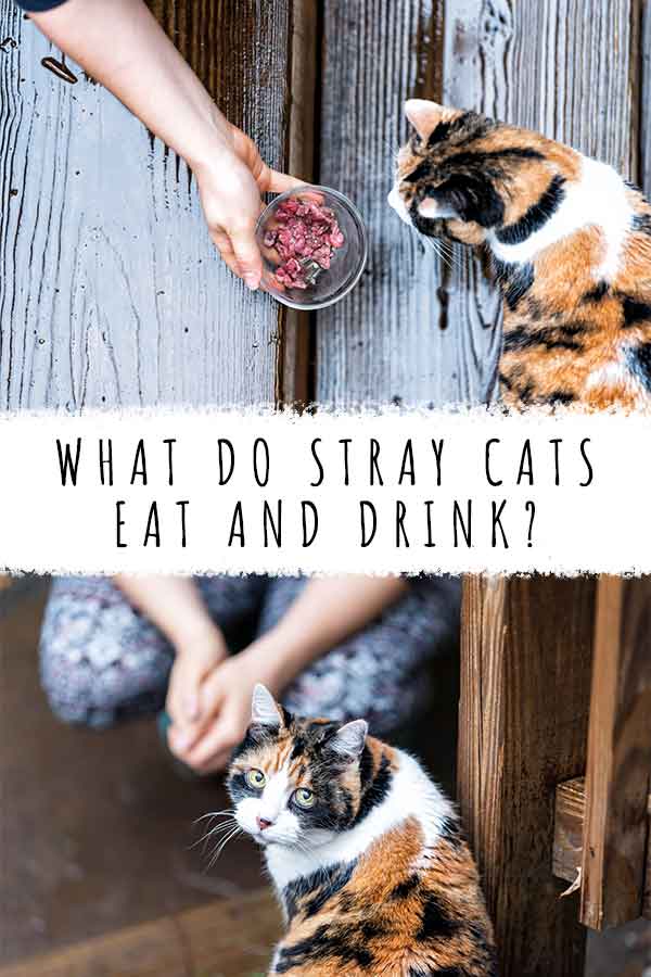 what do stray cats eat and drink