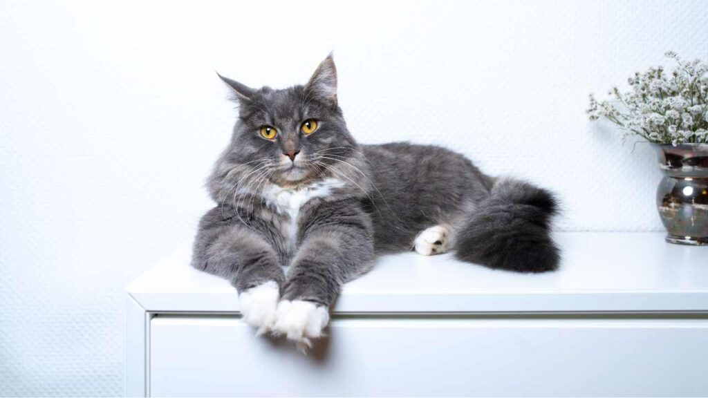 cat relaxing on a shelf