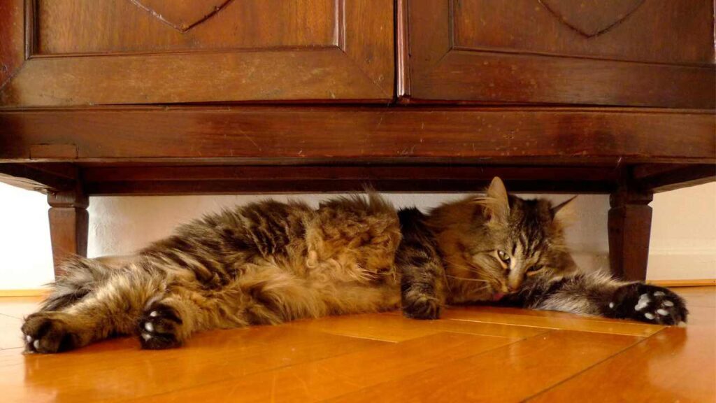 cat under end table