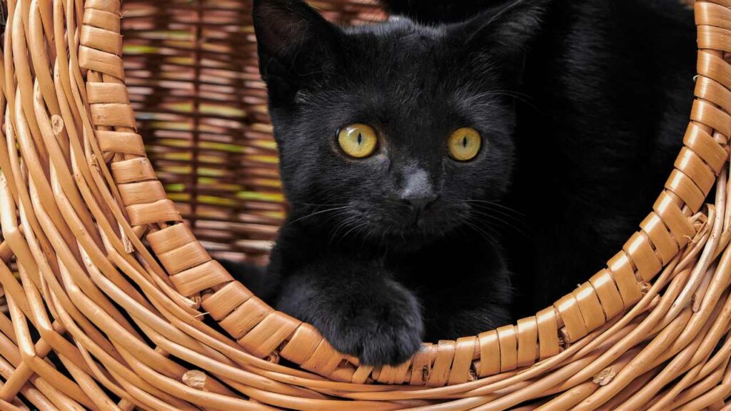 cat hiding in wicker