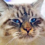 ragamuffin cat